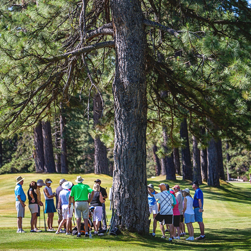golfers under big tree on golf course